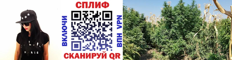 omg ТОР  Жирновск  МАРИХУАНА сатива 
